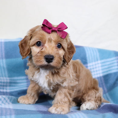 Pixie - Available 1/22