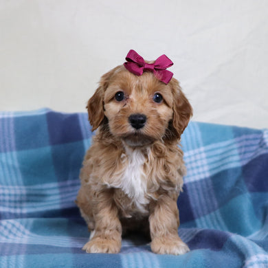 Pixie - Available 1/22