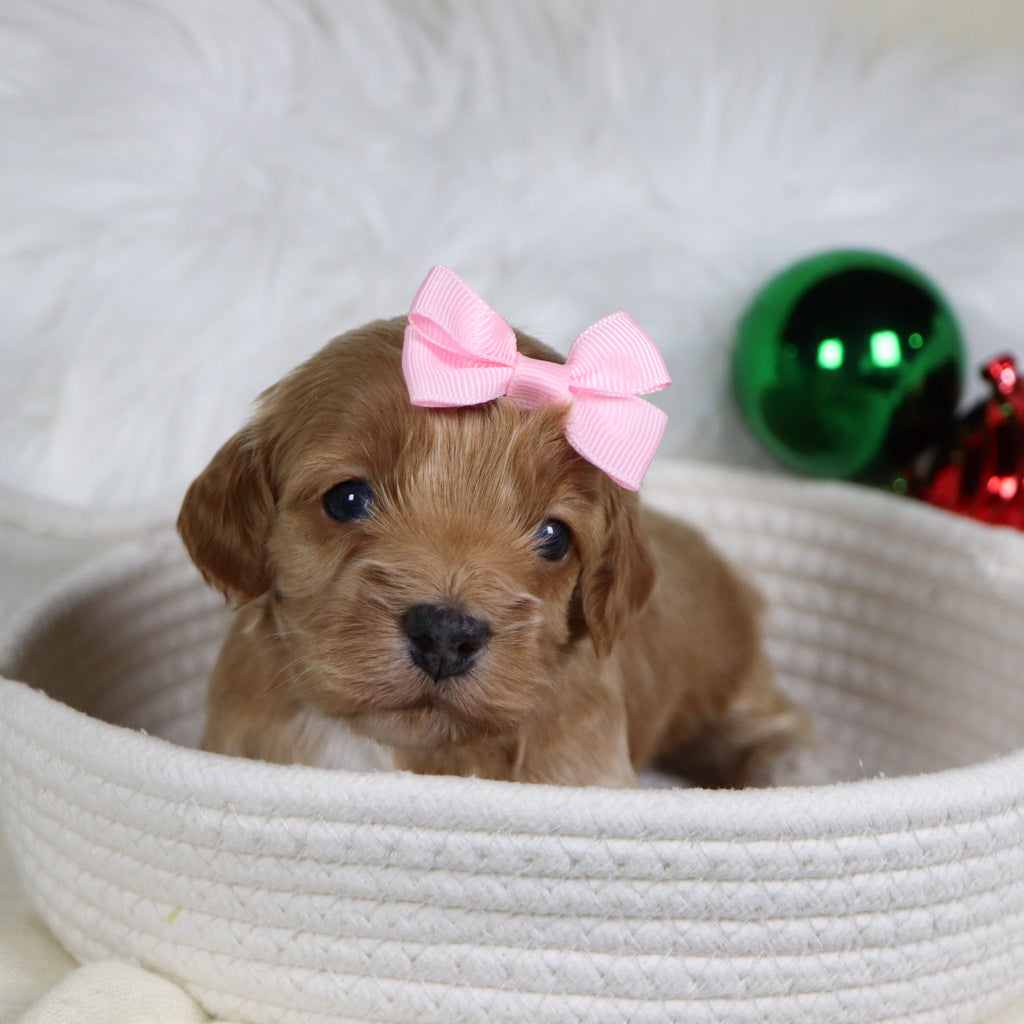 Pixie - Available 1/21