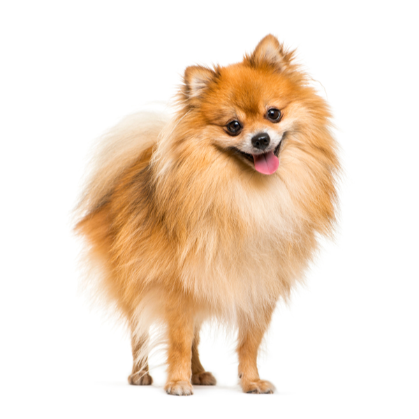 Pomeranian