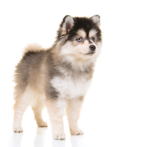 Pomsky