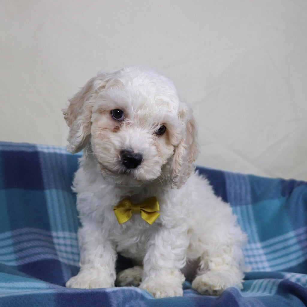 Quaker - Available 1/15