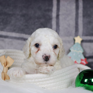 Quaker - Available 1/15