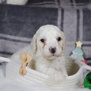 Quaker - Available 1/15