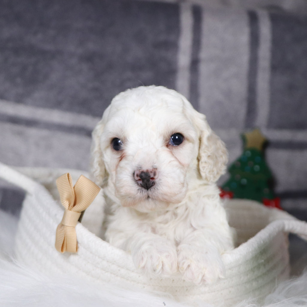 Quaker - Available 1/14