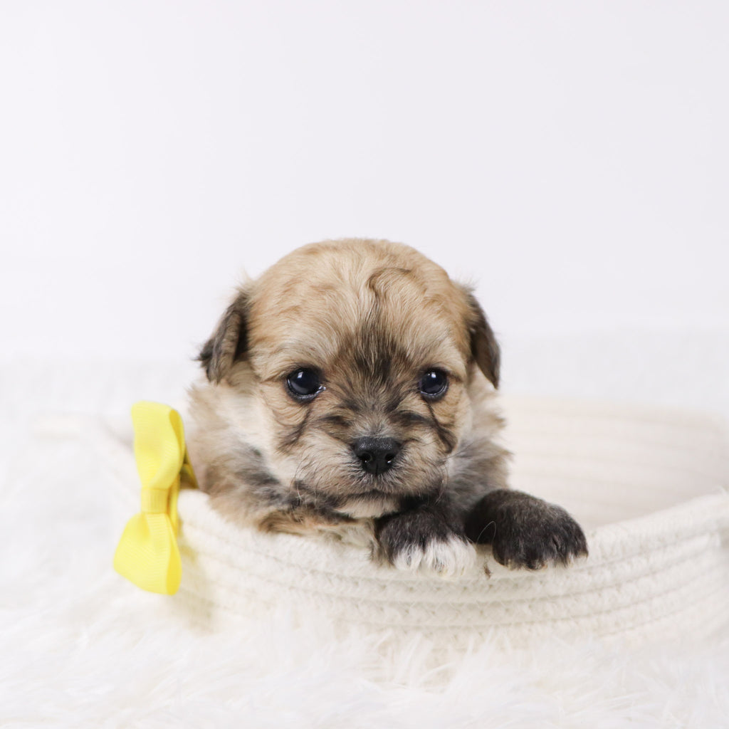 Quint - Available 11/26