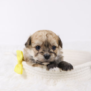 Quint - Available Now