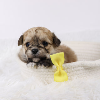 Quint - Available Now