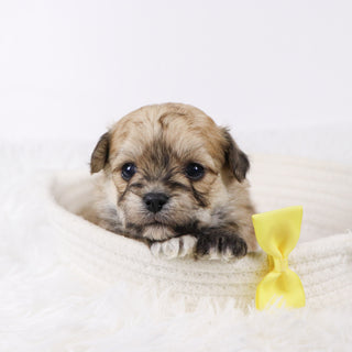 Quint - Available Now