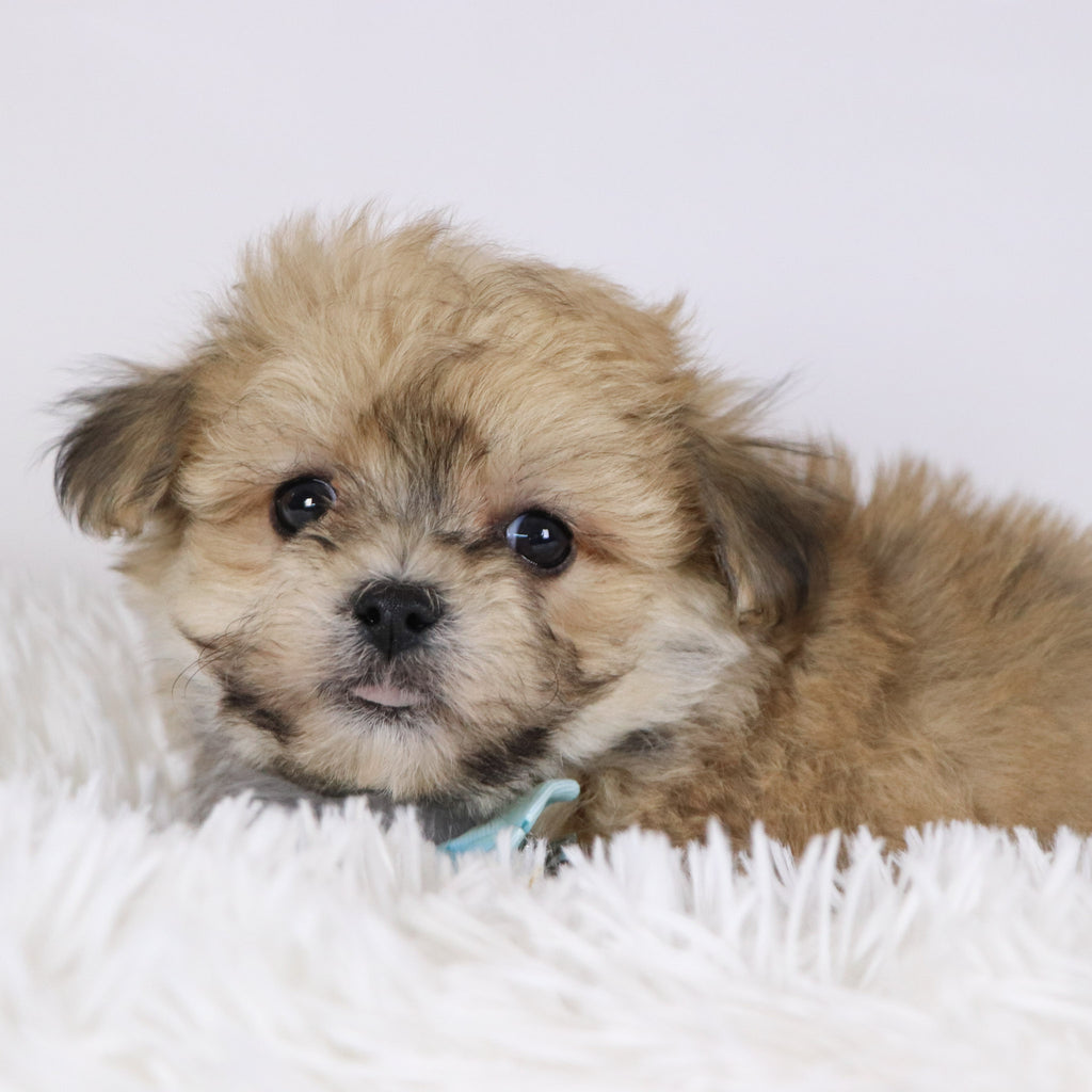 Quint - Available Now