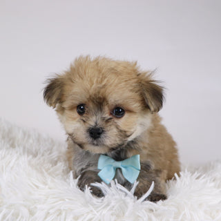 Quint - Available Now