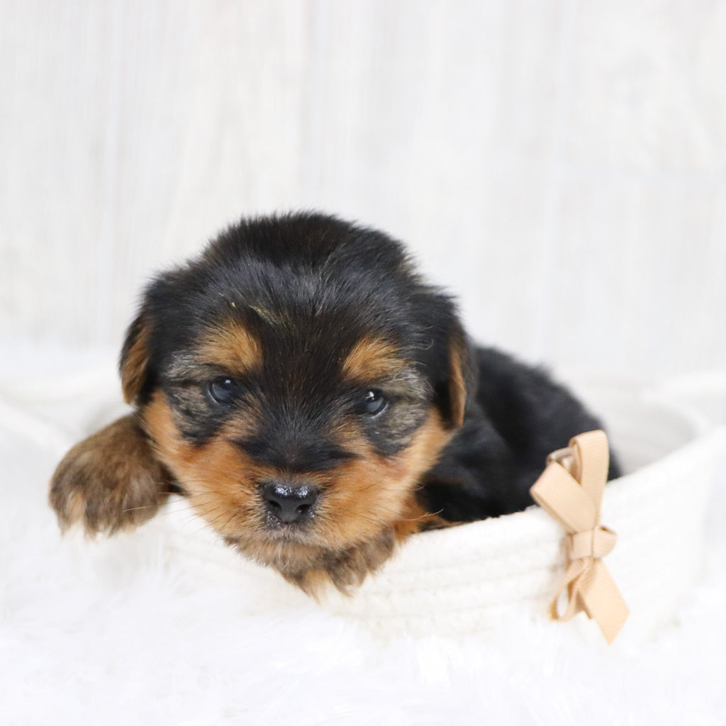 Radar - Available Now