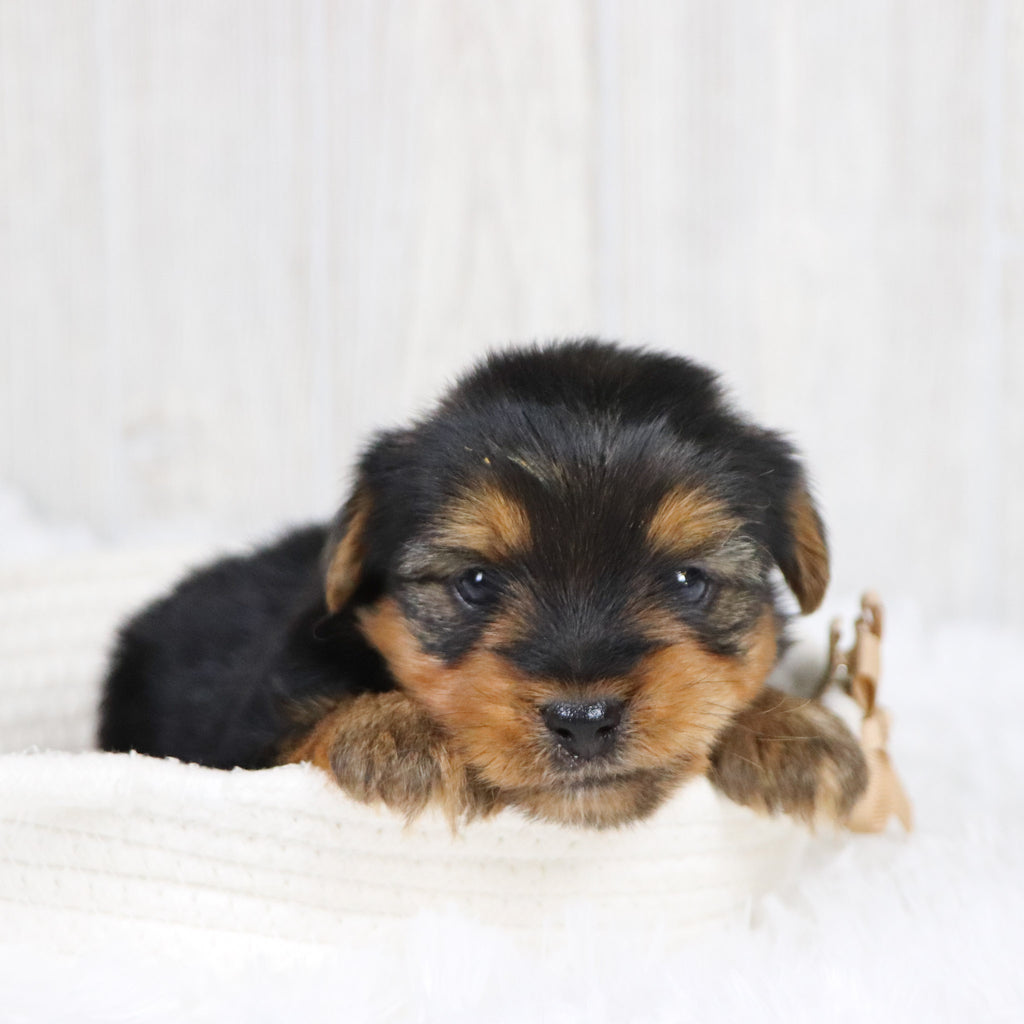 Radar - Available Now