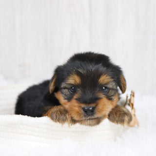 Radar - Available Now