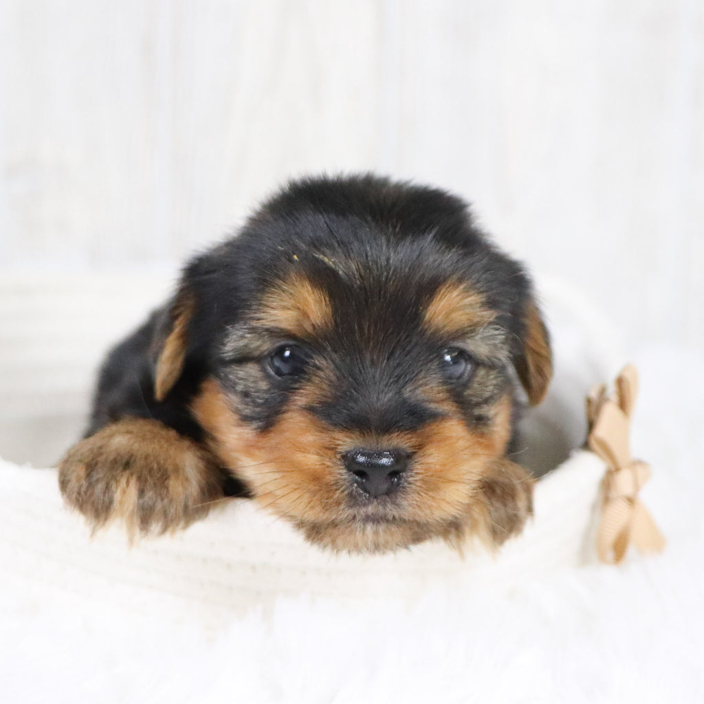 Radar - Available Now