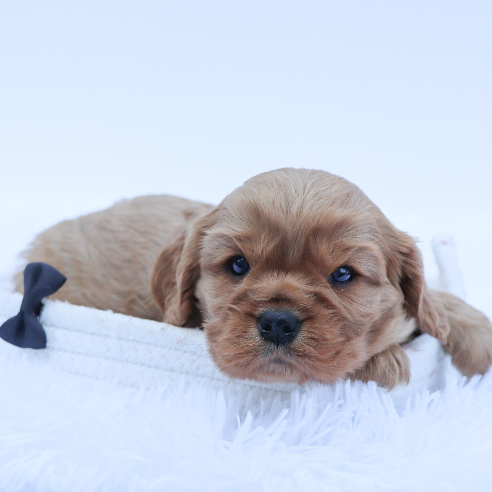 Puppies for sale in Thousand Oaks, CA