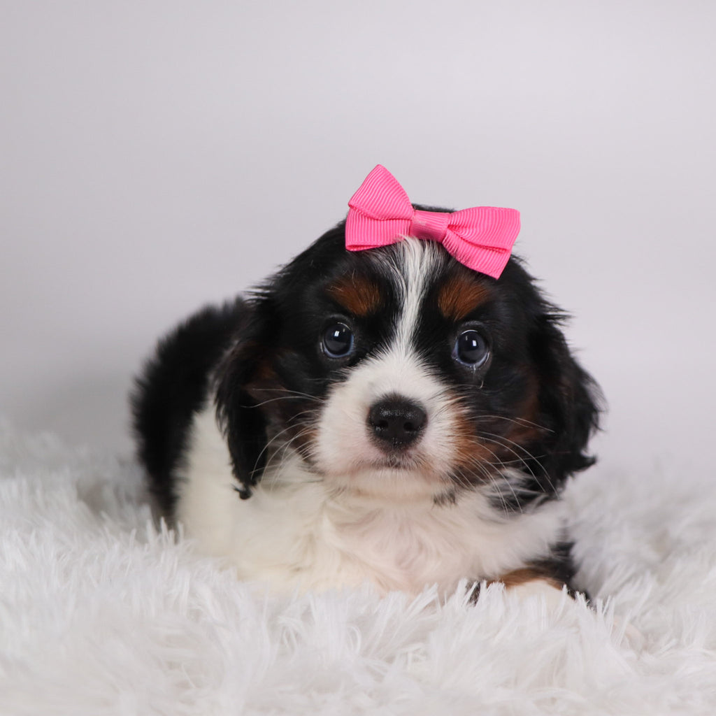 Rainbow - Available Now