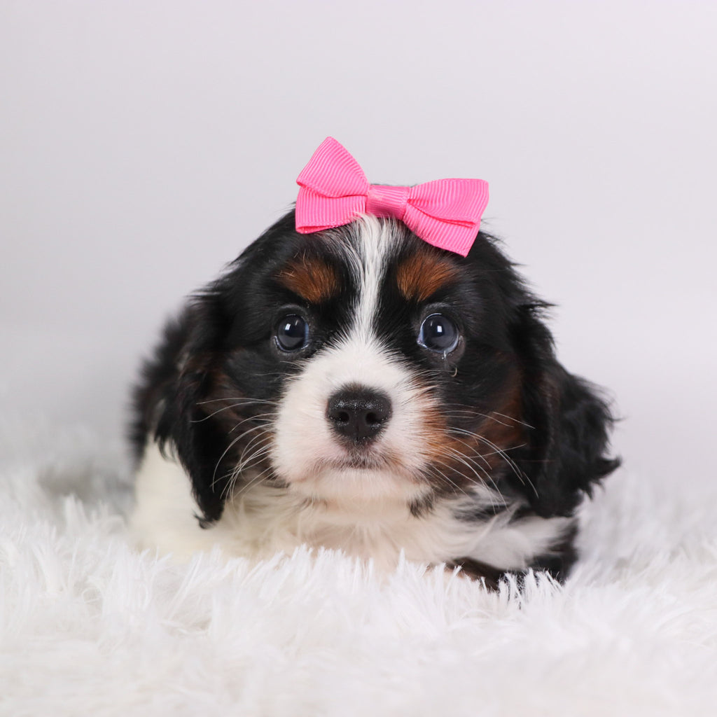 Rainbow - Available Now