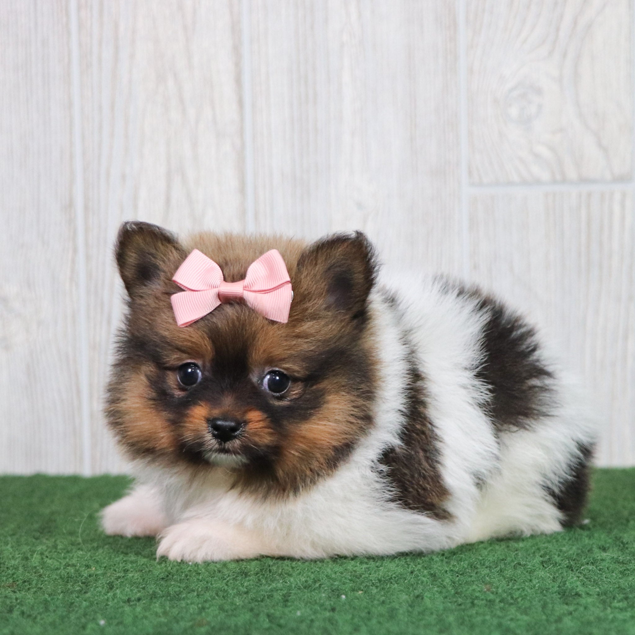 Small Breed Puppies for Every Home