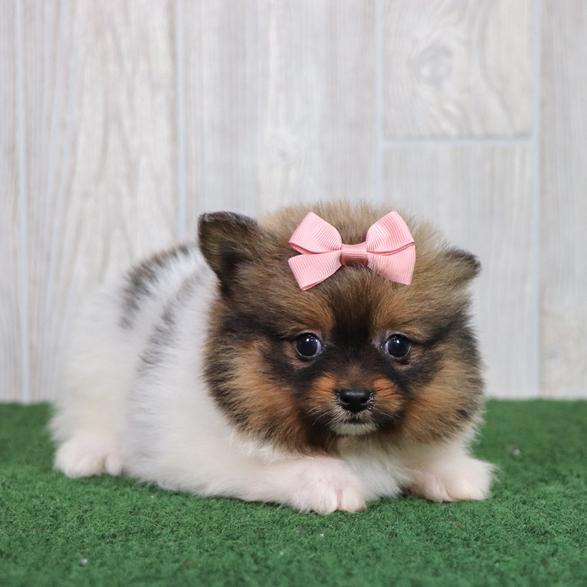 PUPPIES IN STANLEY, NORTH CAROLINA