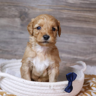 Ralph - Available 12/23