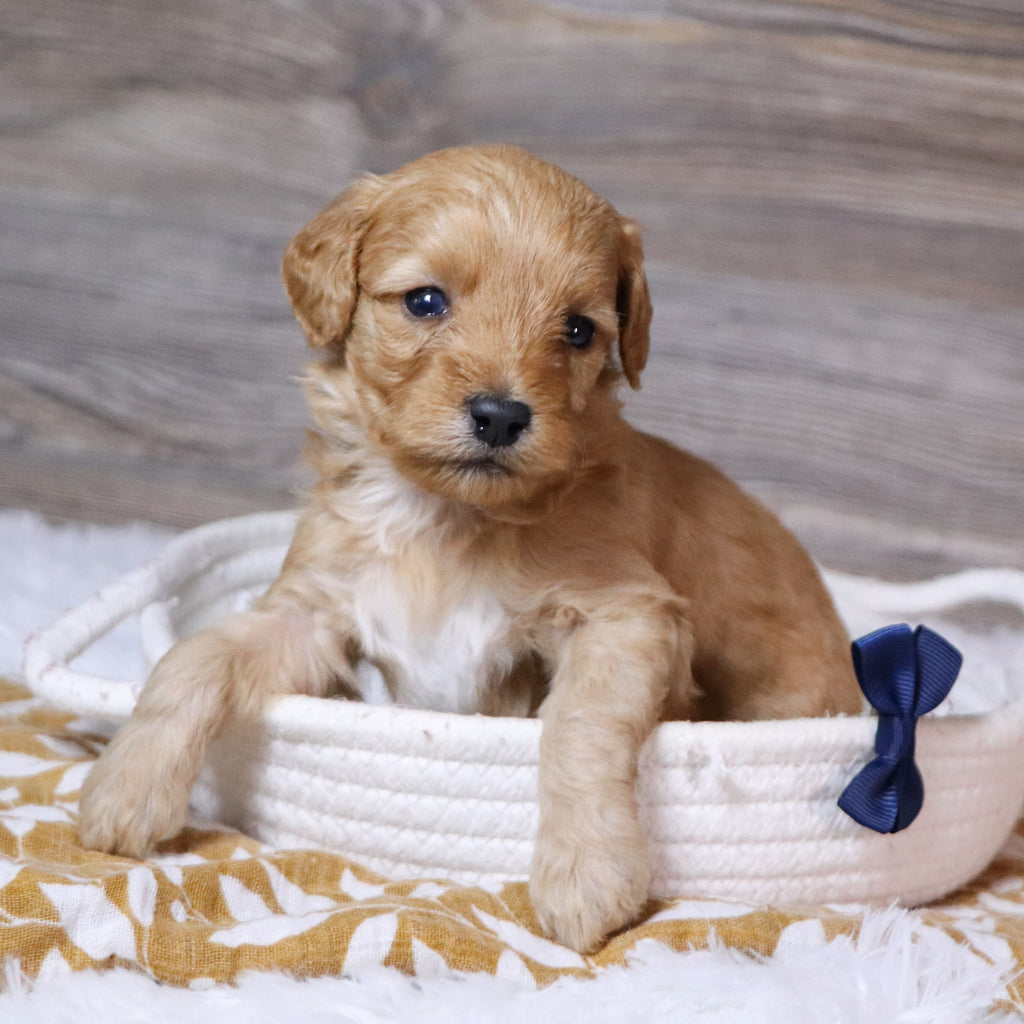 Ralph - Available 12/23