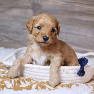 Ralph - Available 12/23