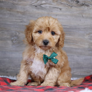 Ralph - Available 12/23