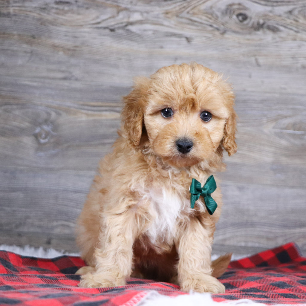 Ralph - Available 12/23