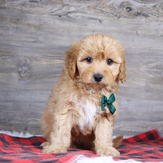 Ralph - Available 12/23