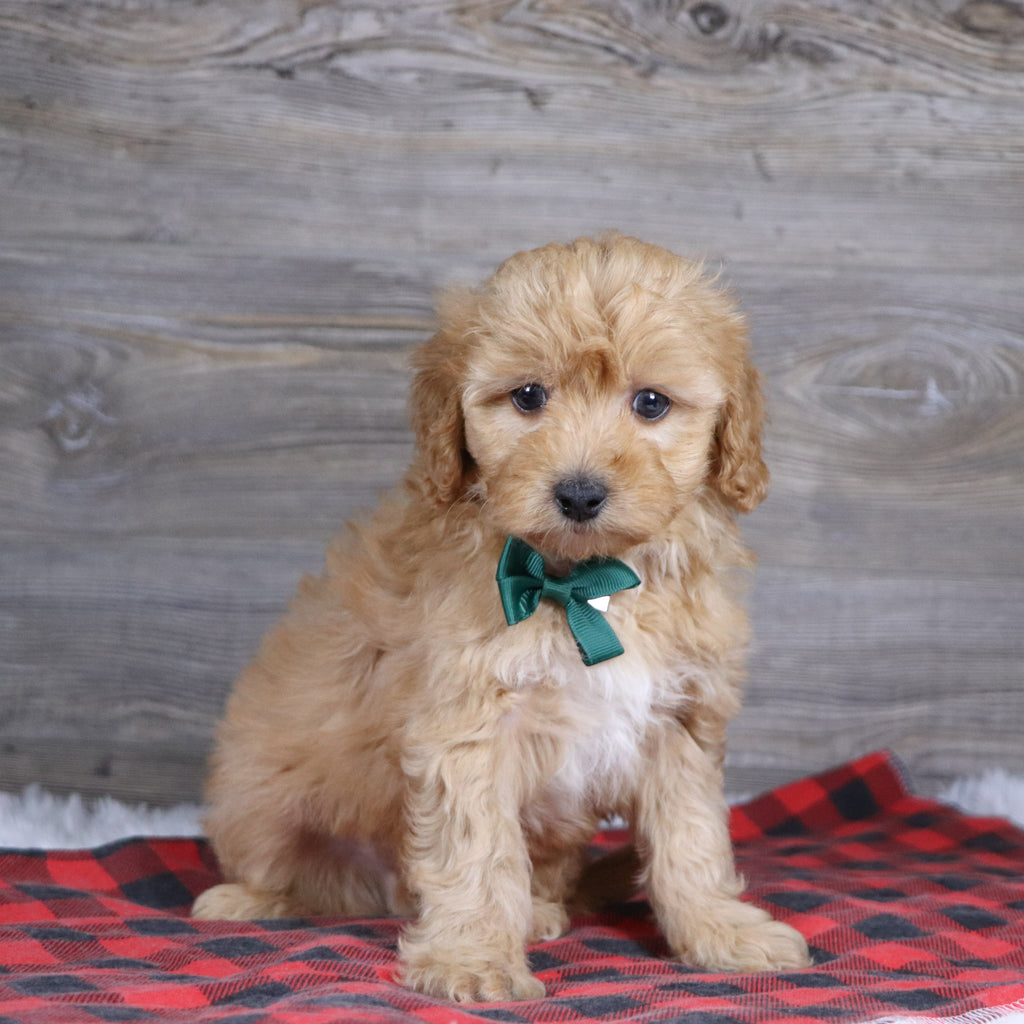 Ralph - Available 12/23