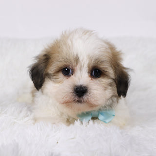 Randy - Available Now