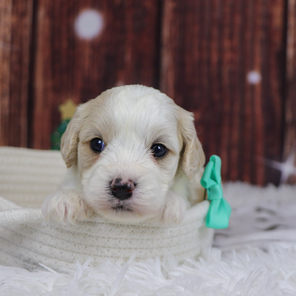 Ranger - Available 12/31