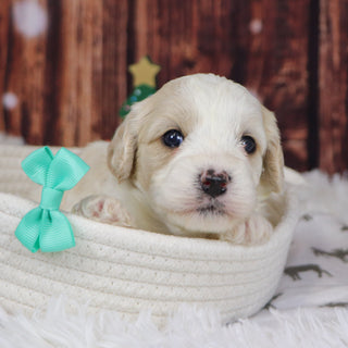 Ranger - Available 12/31