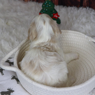 Ranger - Available 12/31