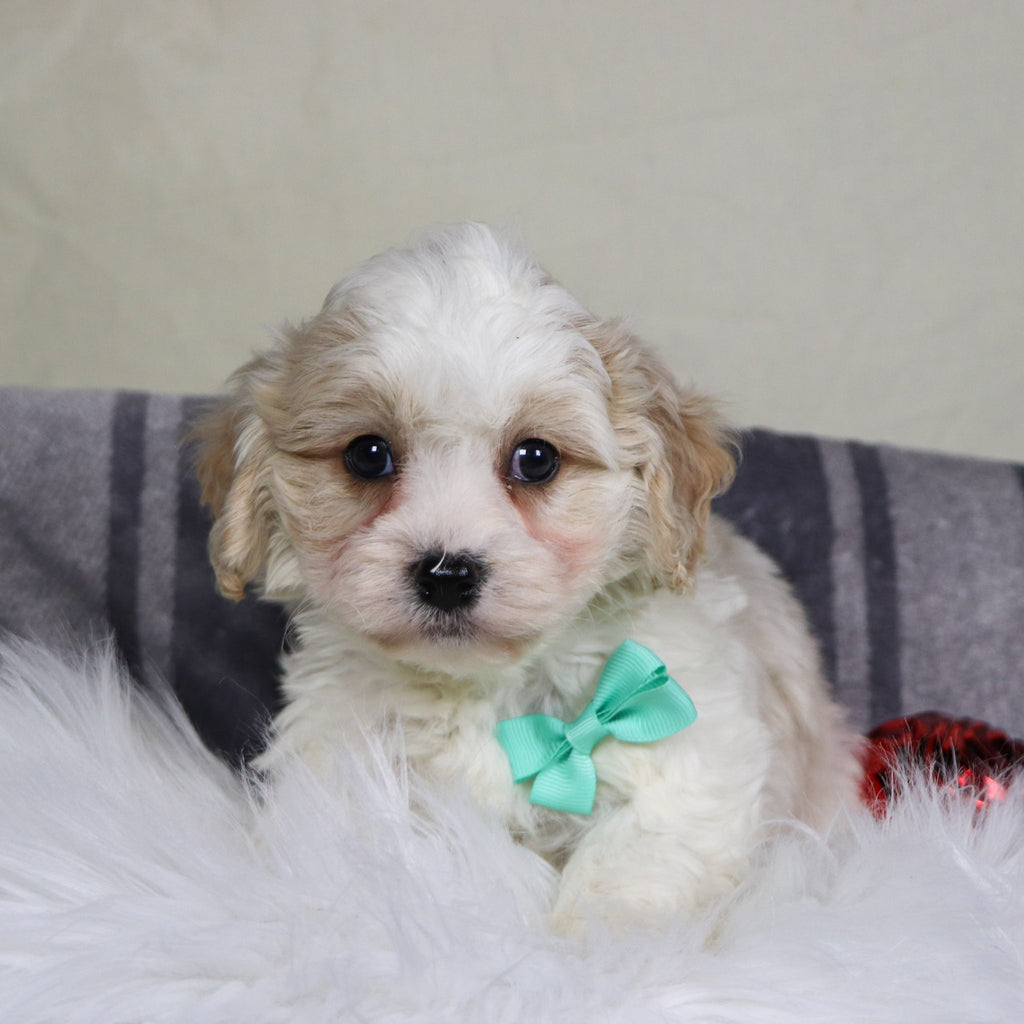 Ranger - Available 12/31