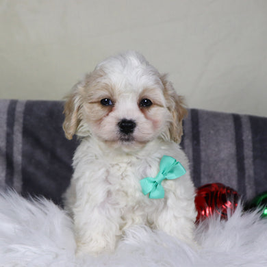 Ranger - Available 12/31