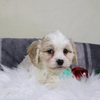 Ranger - Available 12/31