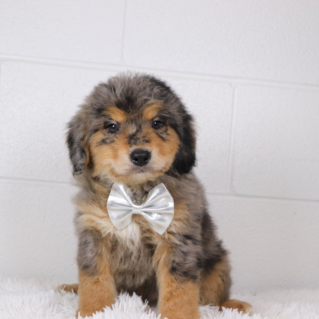 Rascal - Available 1/15