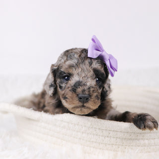 Raspberry - Available 11/26