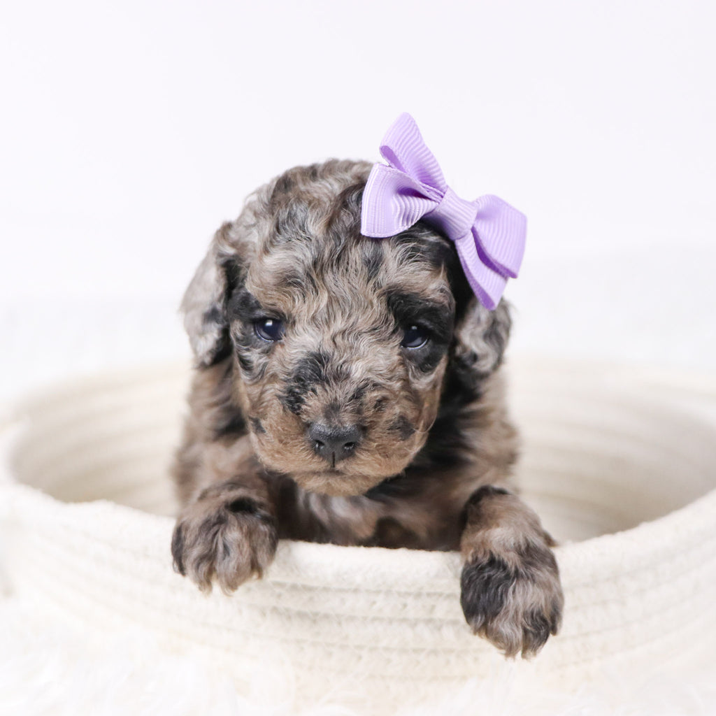 Raspberry - Available 11/26