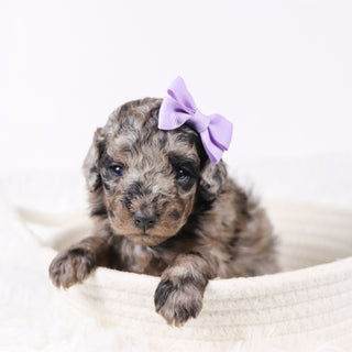 Raspberry - Available 11/26