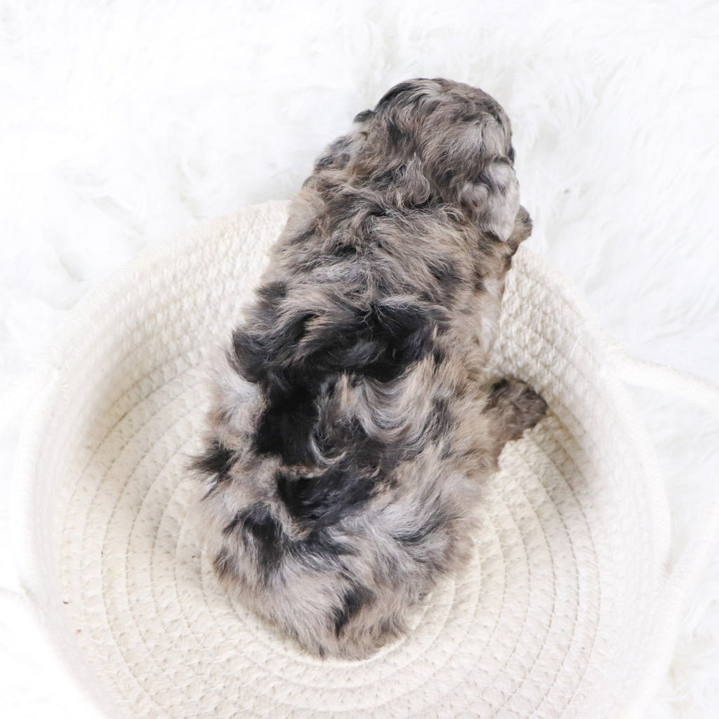 Raspberry - Available 11/26