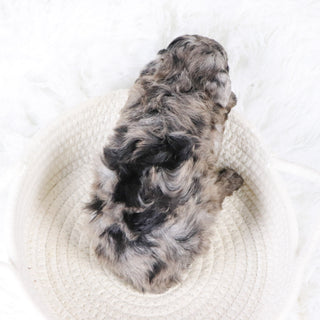 Raspberry - Available 11/26