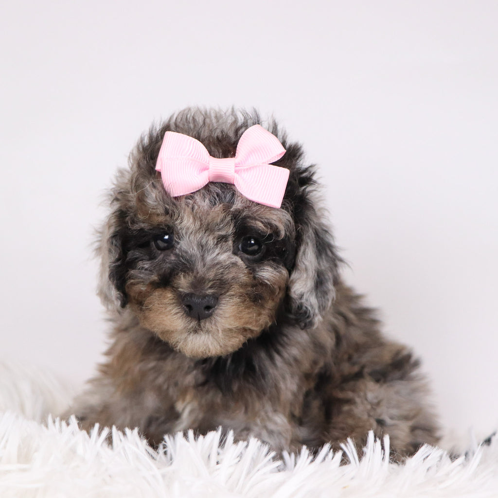 Raspberry - Available 11/26