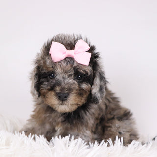 Raspberry - Available 11/26