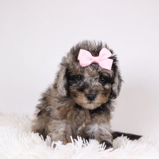 Raspberry - Available 11/26