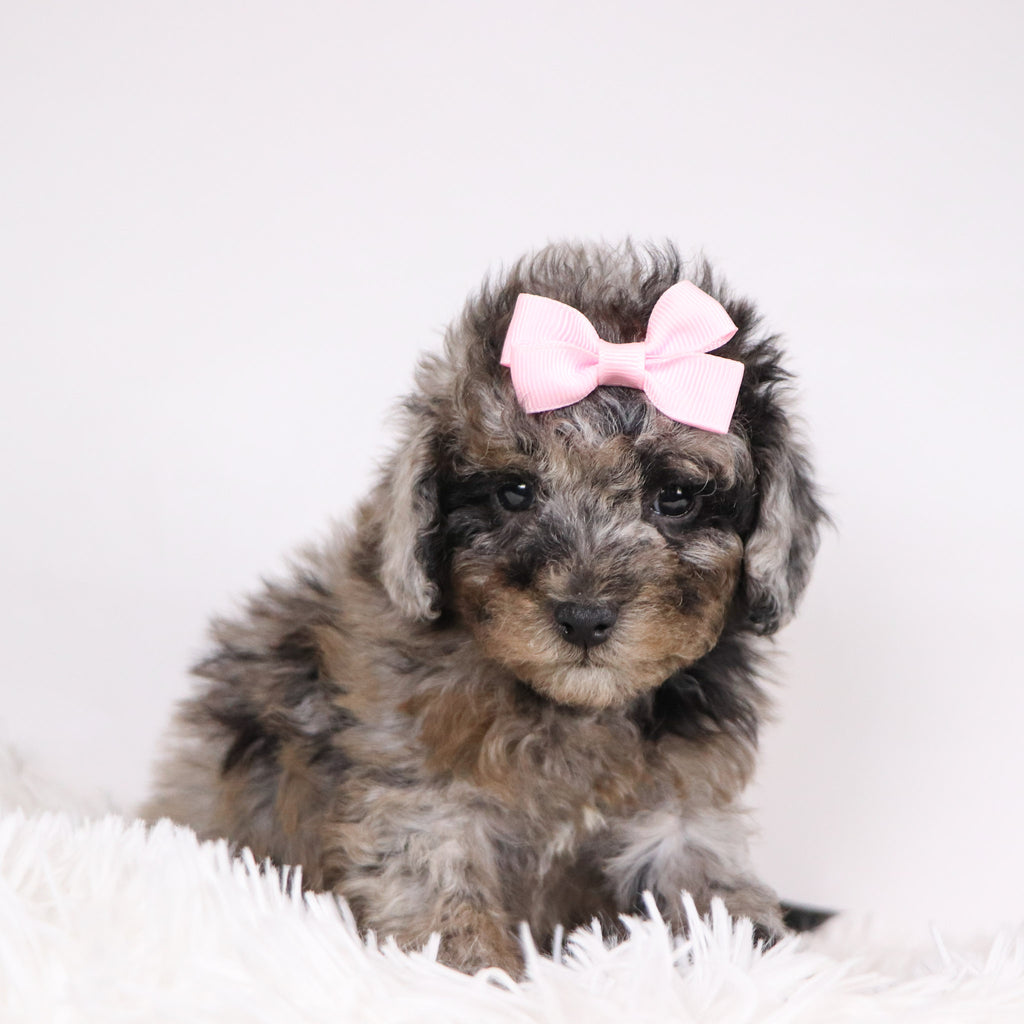 Raspberry - Available 11/26