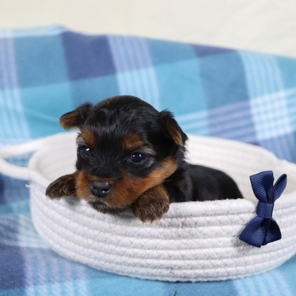 Raven - Available 2/19