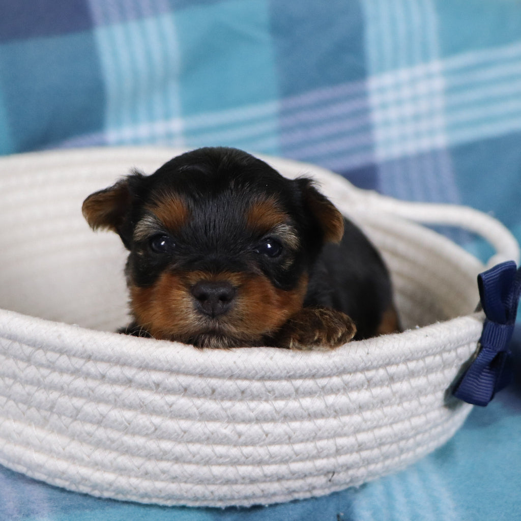 Raven - Available 2/19